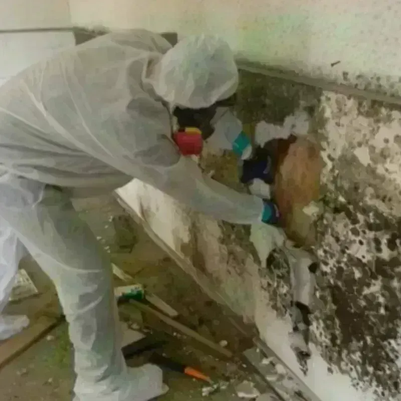 Mold Remediation and Removal in Delaware County, OK